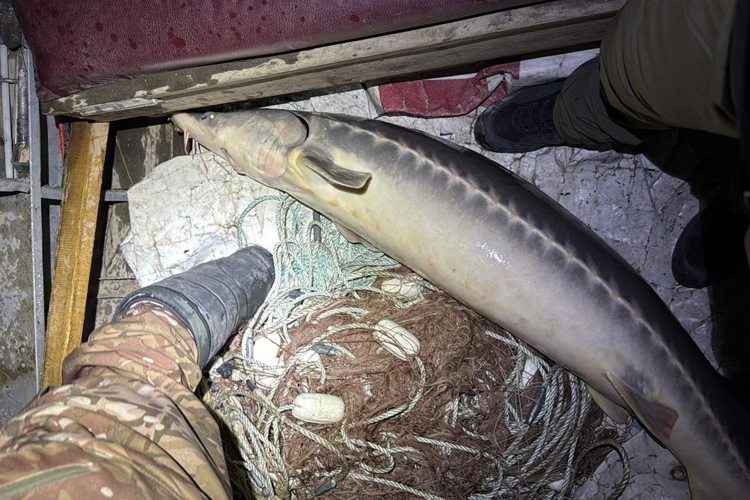 В Хабаровском крае завершён первый этап оперативно-профилактического мероприятия «Путина-2025»
